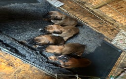 Boxer dogs for sale: 5 male boxer pups  - Image 2