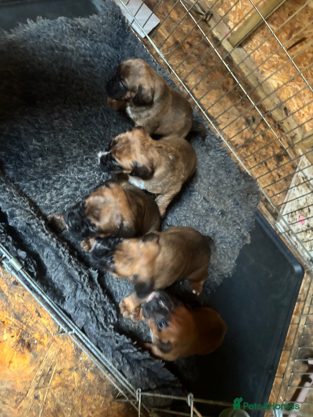 Boxer dogs for sale: 5 male boxer pups  - Image 2