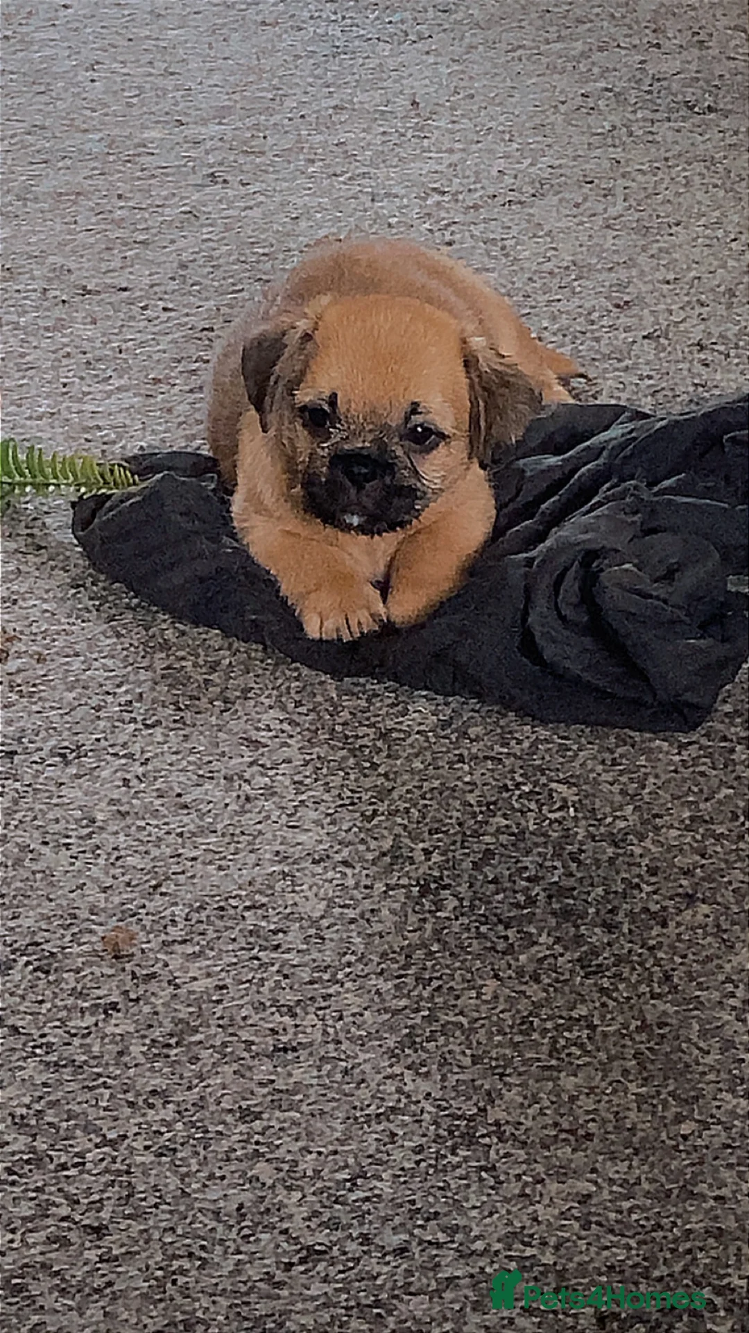 Mixed Breed dogs for sale: Border Terrier X ShitZu Puppies  in Liverpool - Advert 1