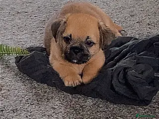 Mixed Breed dogs Border Terrier X ShitZu Puppies - Advert 4