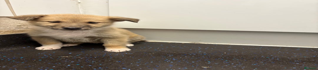 Mixed Breed Puppy 3