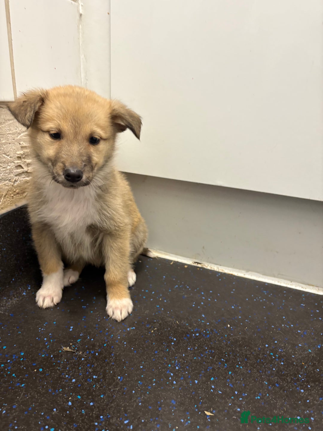 Mixed Breed dogs for sale:  German Shepherd x collie puppies for sale         - Image 6