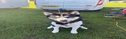 Mixed Breed dogs for sale: Tony-5 year old Siberian husky - Advert 5