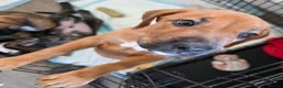 Mixed Breed dogs for sale: 2 Lurcher x Boxer puppies - Advert 14