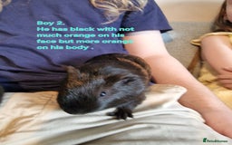 Guinea Pig rodents for sale: Beautiful baby guinea pigs. in Basildon - Image 21