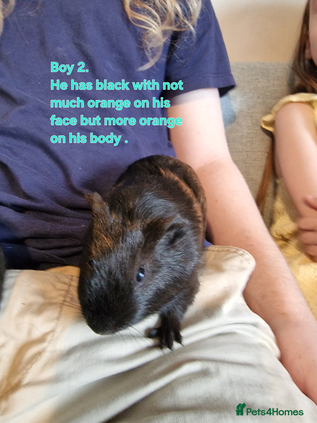 Guinea Pig rodents for sale: Beautiful baby guinea pigs. in Basildon - Image 21