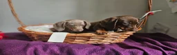 Miniature Dachshund dogs for sale: Miniature dachshund  - Advert 3