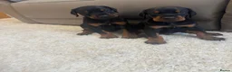 Dobermann dogs for sale:  German Dobermann puppies simply the best - Advert 5
