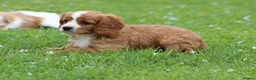 Cavapoo dogs for sale: Beautiful Cavapoo puppies for sale - Advert 23