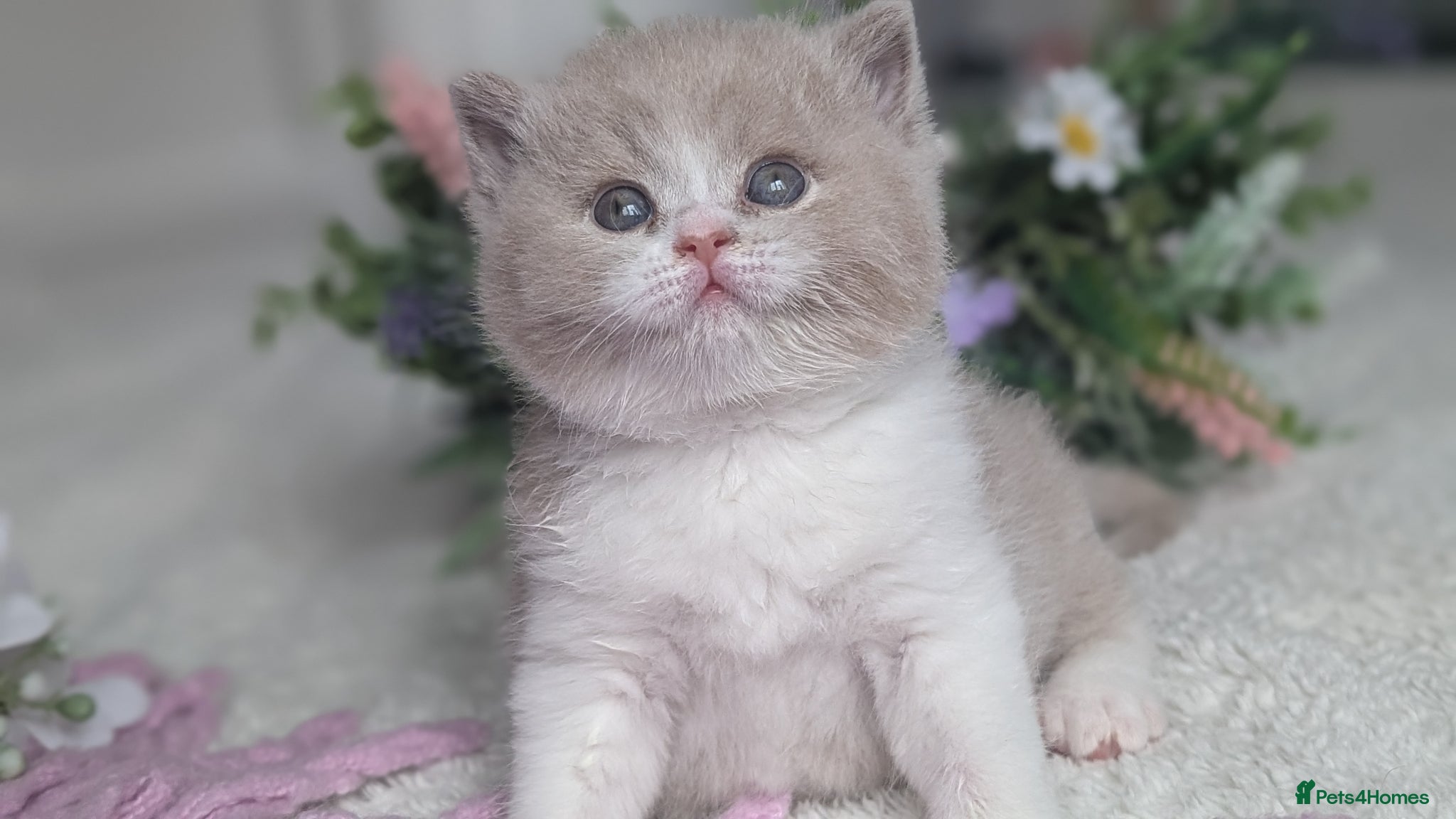 British Shorthair cats for sale: Fawn bi colour boy - Advert 1