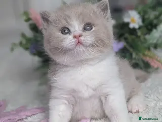 British Shorthair cats for sale: Fawn bi colour boy - Advert 1