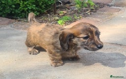 Miniature Dachshund dogs for sale: Miniature Longhaired Dachshund Puppies  - Image 4