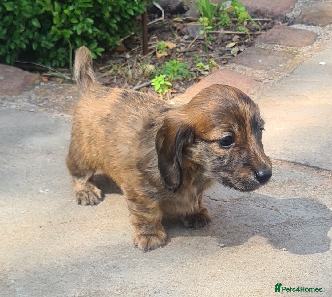 Miniature Dachshund dogs for sale: Miniature Longhaired Dachshund Puppies  - Image 4