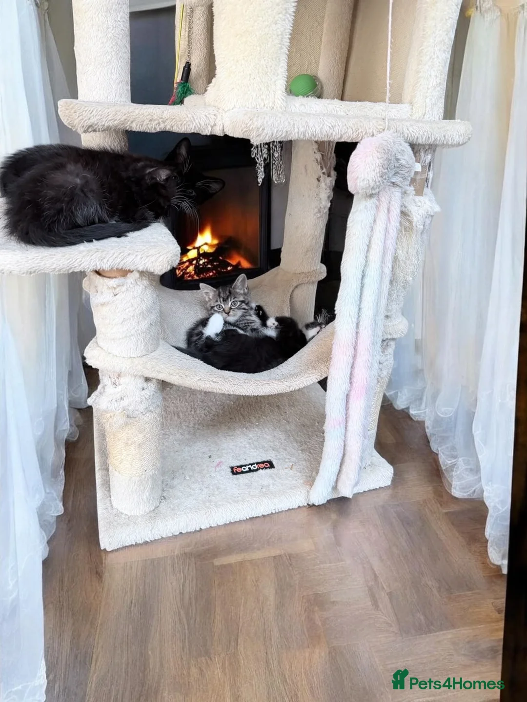 Mixed Breed cats for sale: Kittens looking for new home - Advert 16