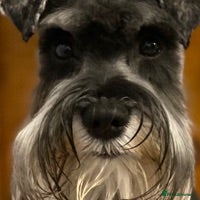 Miniature Schnauzer dogs MS Stud KC registered in Bradford - Advert 12