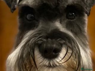Miniature Schnauzer dogs MS Stud KC registered in Bradford - Advert 1
