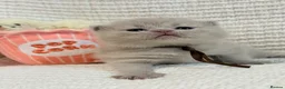 British Shorthair cats for sale: 100% Pure Pedigree XL CHunky CHAMPION reg. KITTENS - Advert 21
