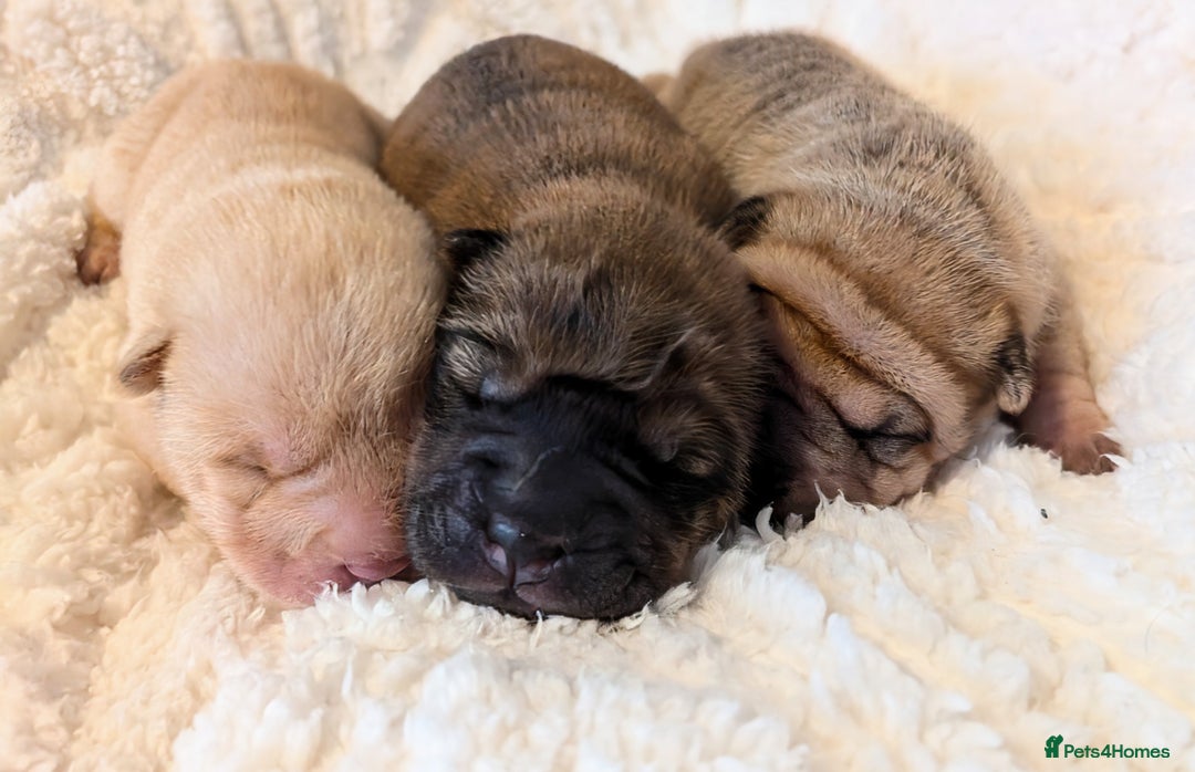 Shar Pei dogs for sale: ONLY 2 LEFT! Beautiful Champion Shar Pei Puppies!  - Image 3