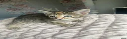 Mixed Breed cats for sale: Two kittens female for sale - Advert 2