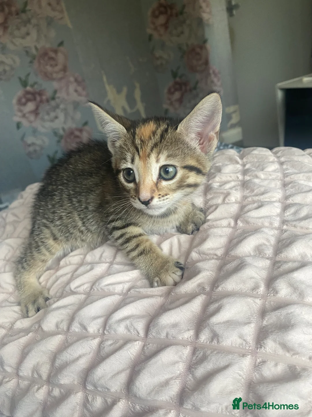 Mixed Breed cats for sale: Two kittens female for sale - Advert 2