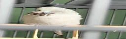 Lovebirds birds for sale: 3 Tame Budgies + Large Cage & Stand   in Newport - Advert 2