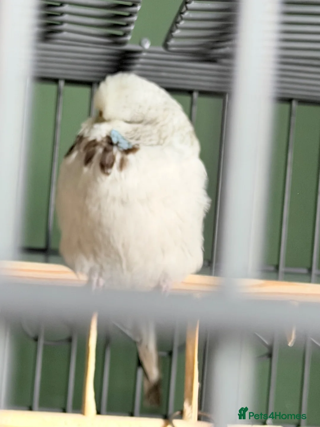 Lovebirds birds for sale: 3 Tame Budgies + Large Cage & Stand   in Newport - Advert 2