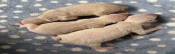 Italian Greyhound dogs for sale: 🐾Stunning cream kc registered iggys🐾 - Advert 7