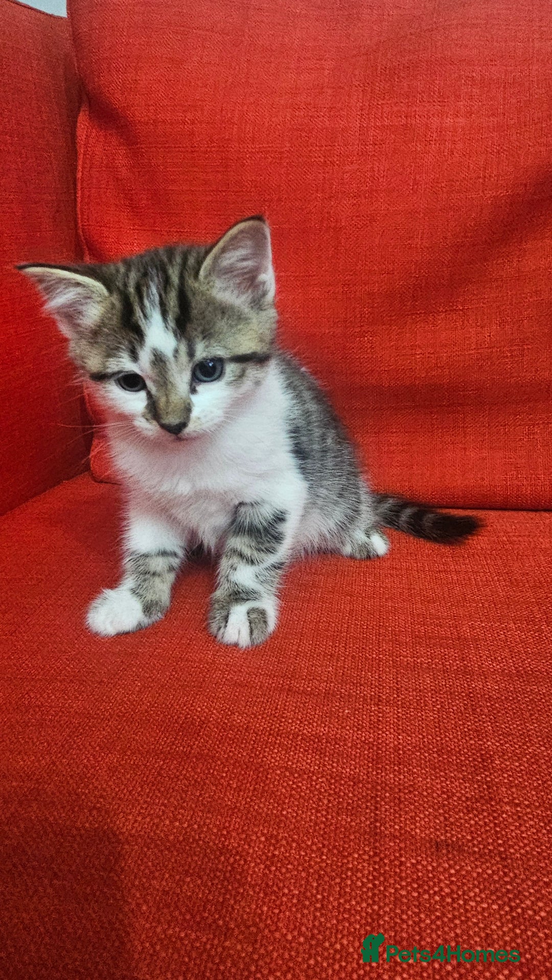 Domestic Shorthair cats for sale: Male and female  - Image 9