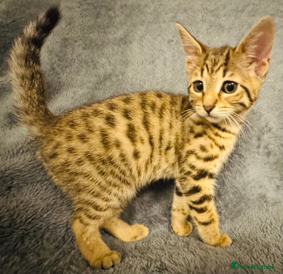 Bengal cats for sale: Bengals cross - Image 12