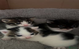 Domestic Shorthair cats for sale: 🐱 Beautiful  Kittens Looking for Loving Homes 🏡 - Image 2