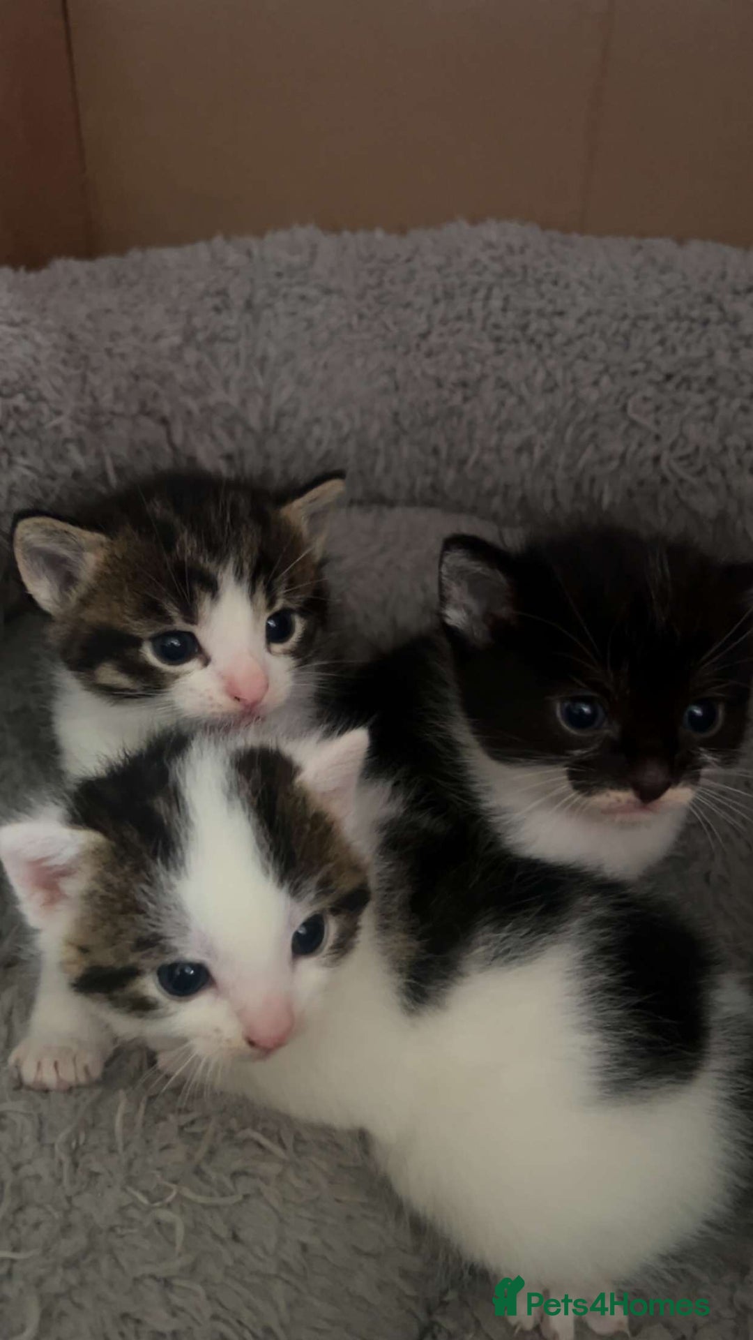 Domestic Shorthair cats for sale: 🐱 Beautiful  Kittens Looking for Loving Homes 🏡 - Image 2