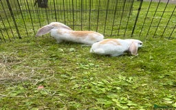 French Lop rabbits for sale: Beautiful and friendly French lop babies - Image 4