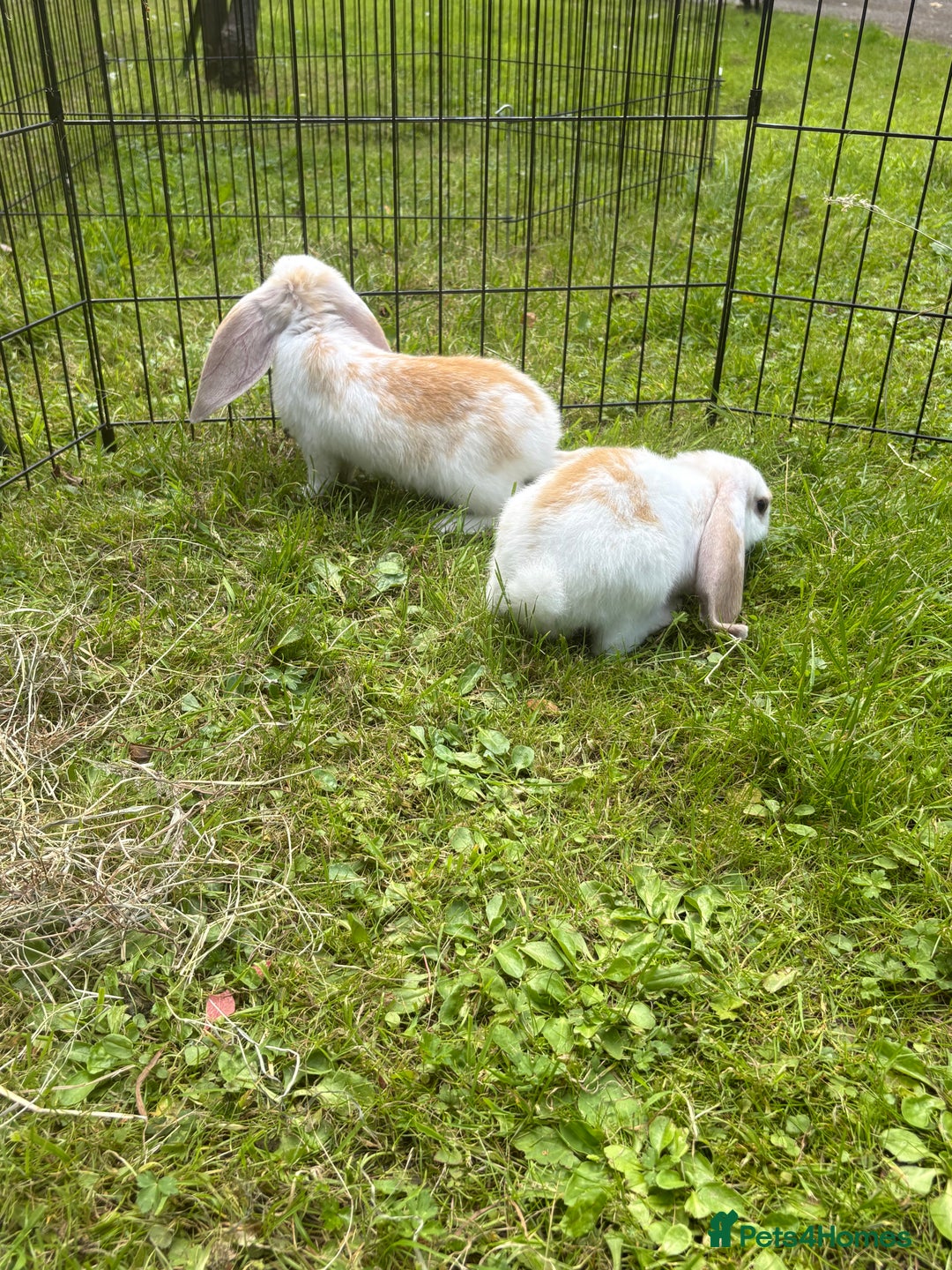 French Lop rabbits for sale: Beautiful and friendly French lop babies - Image 4
