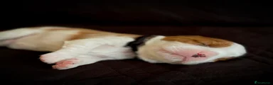 Black collar boy
