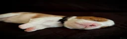Cavalier King Charles Spaniel dogs for sale: Pedigree KC registered Cavalier Pupies - Advert 19