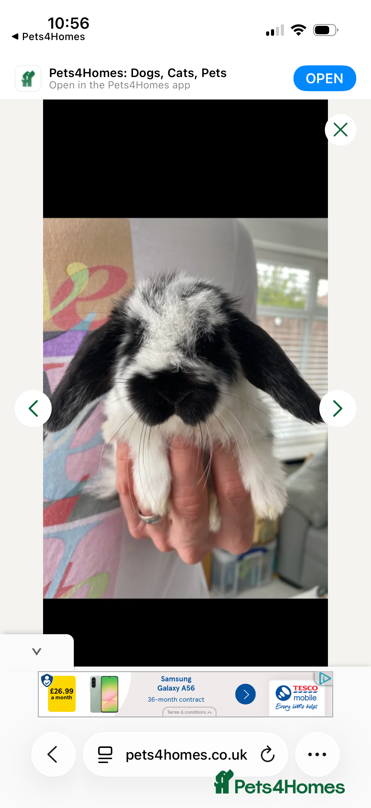 Mini Lop rabbits Gorgeous baby mini lops for sale - Advert 2