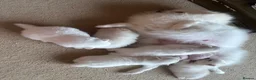 Pomeranian dogs for sale: Adorable little pom-poms looking new parents - Advert 12