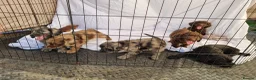 Cockapoo dogs for sale: Cockerpoo pups  - Advert 18