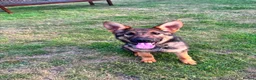 German Shepherd dogs for sale: Exceptional 7 month old German imported female in Billericay - Advert 3