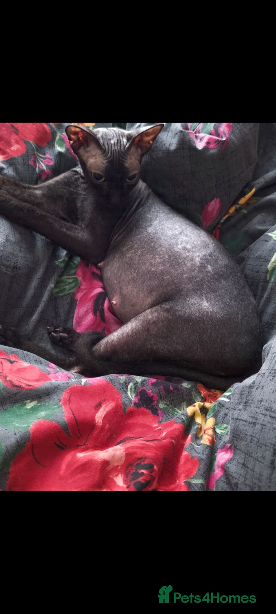 Mixed Breed cats Mixed sphinx kittens for sale  - Advert 6
