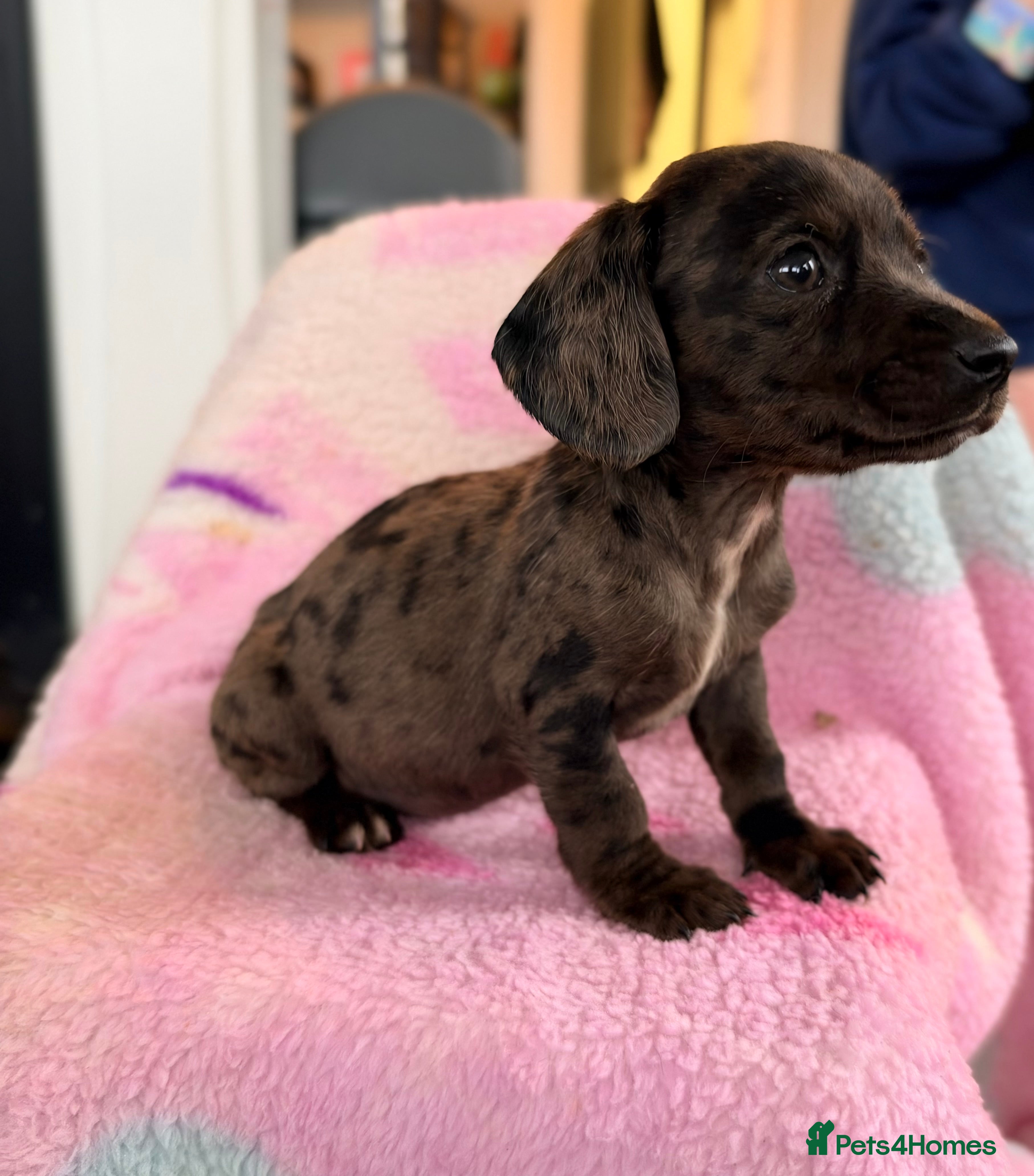 Mixed Breed dogs My beautiful Jack Russell X dachshund pups.  - Advert 2