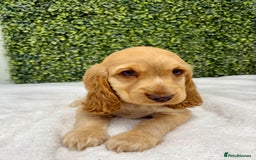 Cocker Spaniel dogs for sale: 🧡READY TO LEAVE Cocker Spaniel Puppies For Sale - Image 16