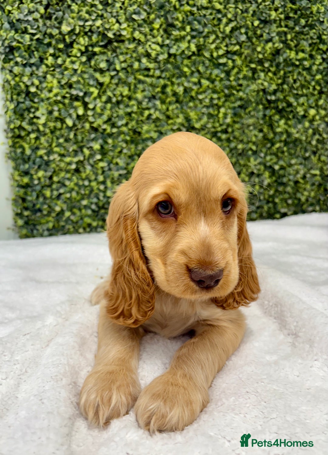 Cocker Spaniel dogs for sale: 🧡READY TO LEAVE Cocker Spaniel Puppies For Sale - Image 16