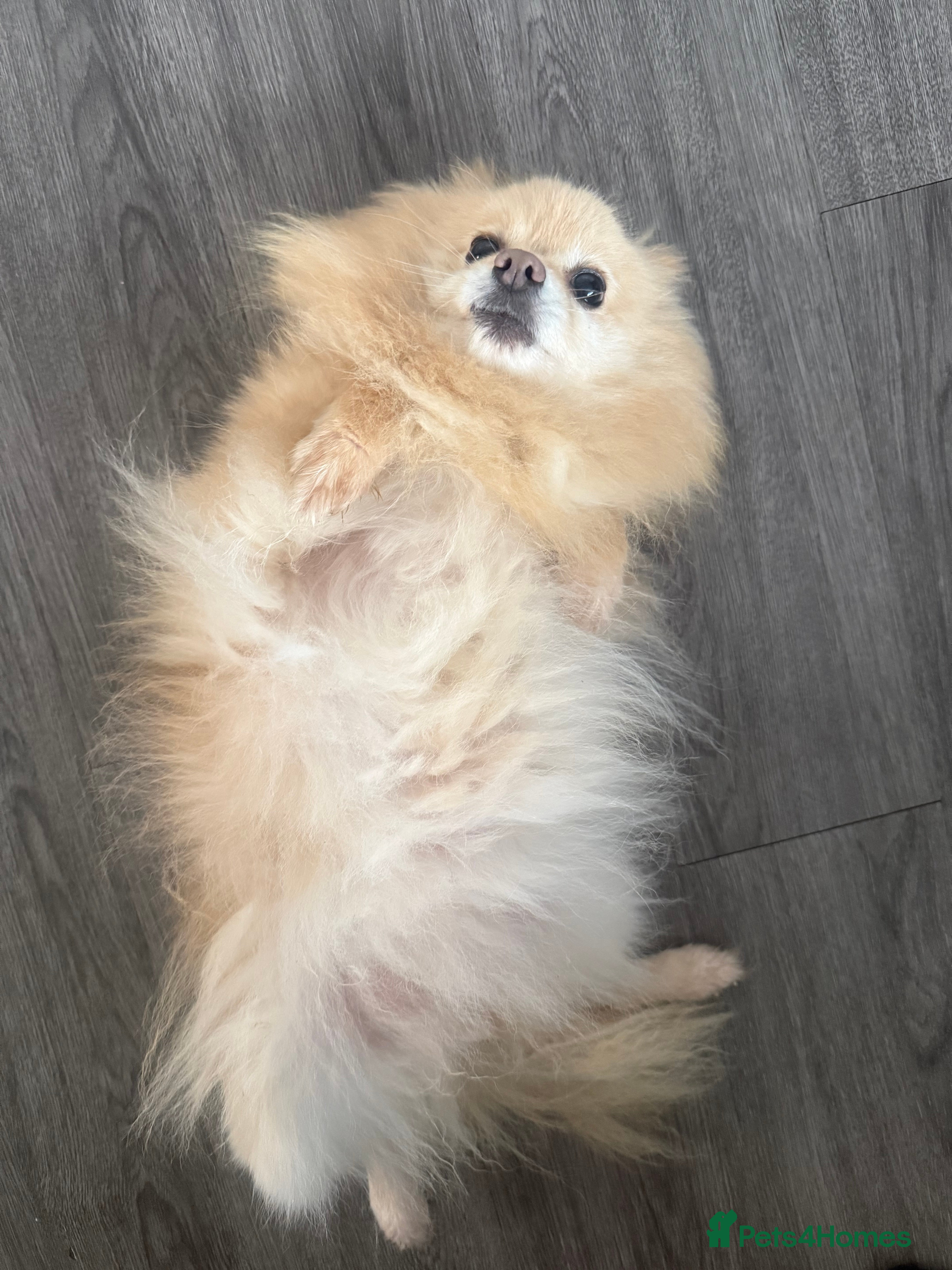 Pomeranian dogs Calm & Loving 6‑Year‑Old Pomeranian in Lancing - Advert 2