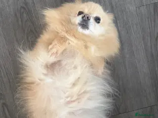 Pomeranian dogs Calm & Loving 6‑Year‑Old Pomeranian in Lancing - Advert 2