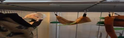 Rat rodents for sale: Female rats in York - Advert 4