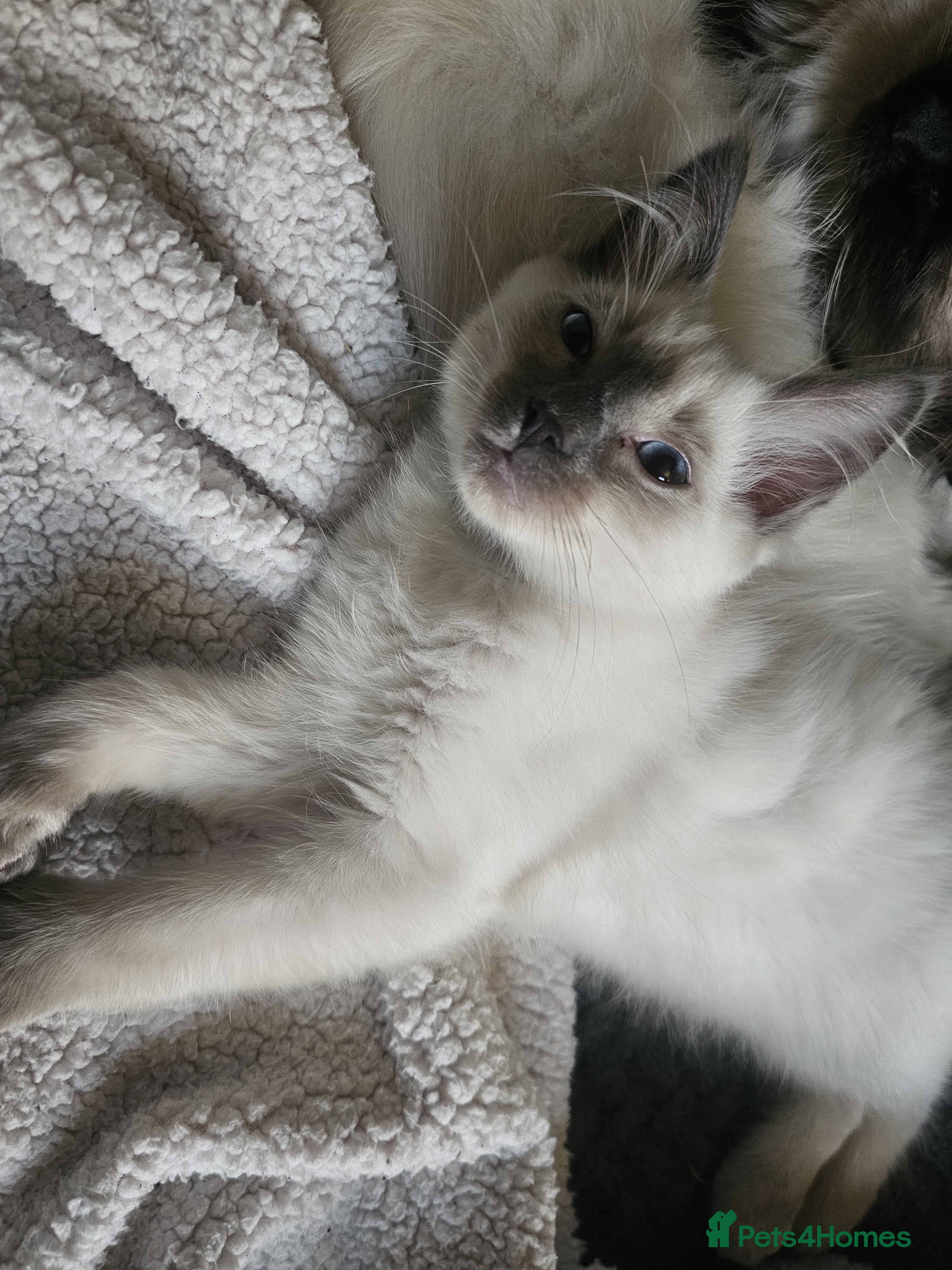 Ragdoll cats Blue point kittens for sale - Advert 7