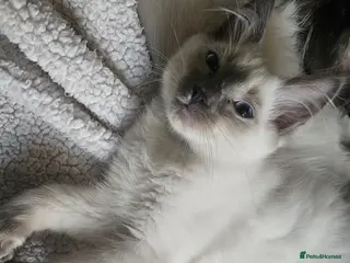 Ragdoll cats Blue point kittens for sale - Advert 7