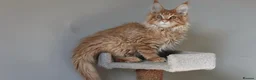 Maine Coon cats for sale: Pedigree Maine Coon Kittens WCF Registered  - Advert 5