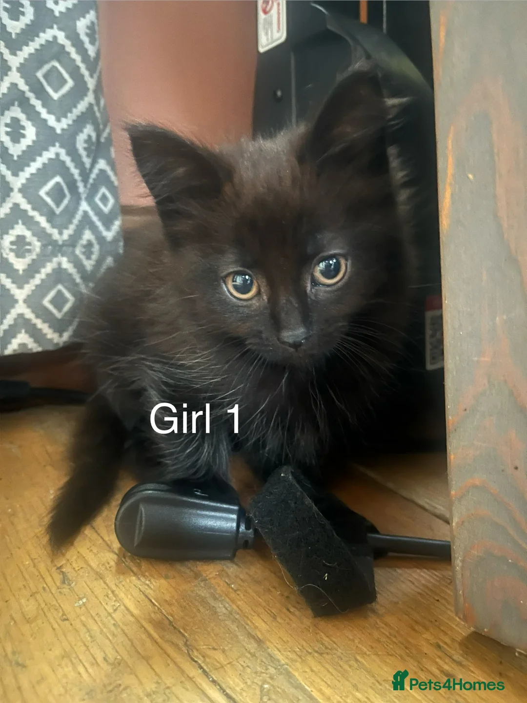 Mixed Breed cats for sale: Mixed breed kittens, mum half maine coon. in Matlock - Advert 1